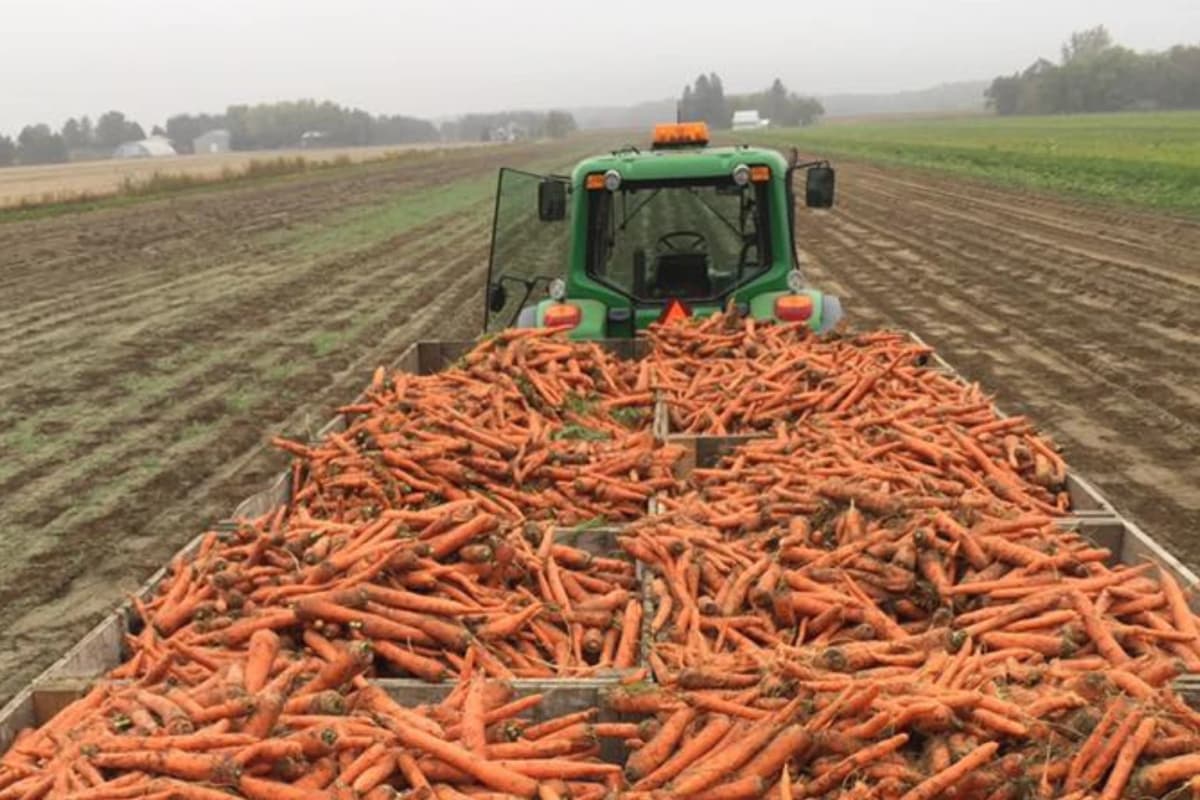 Agriculteurs québécois de carottes