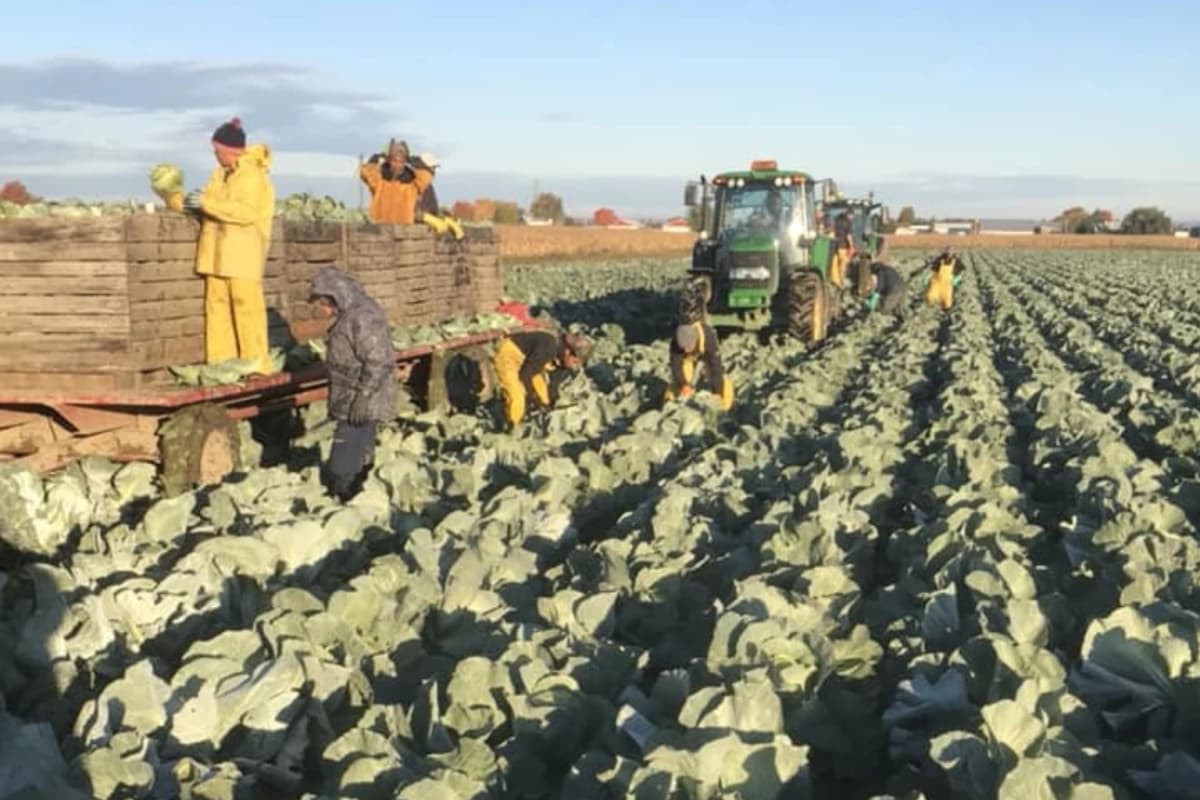 Producteurs de chou au Québec
