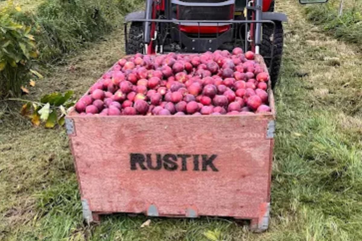 Verger rustik de fruits biologiques au Québec